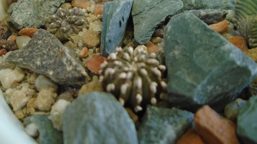 Gen monotip: Geohintonia mexicana, San Jose del Rio, Mx - Cactusi 2019 final - catalogare 1