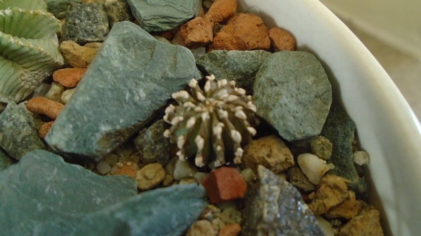 Gen monotip: Geohintonia mexicana, San Jose del Rio, Mx - Cactusi 2019 final - catalogare 1