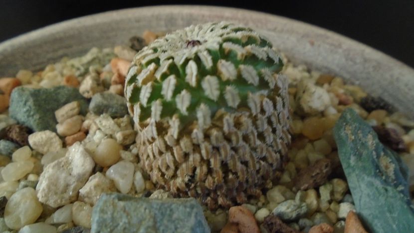 Turbinicarpus pseudopectinatus - Cactusi 2020 - catalogare 3