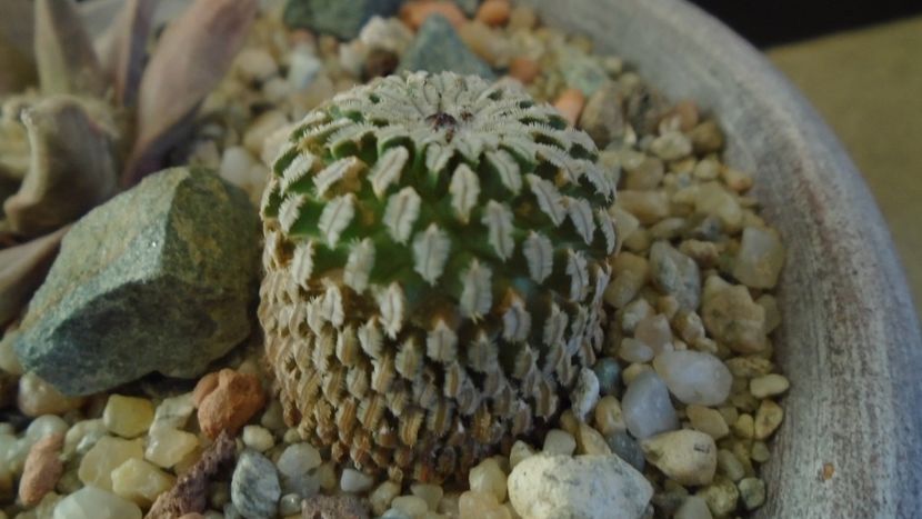 Turbinicarpus pseudopectinatus - Cactusi 2020 - catalogare 3