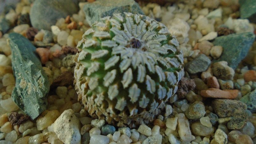 Turbinicarpus pseudopectinatus - Cactusi 2020 - catalogare 3