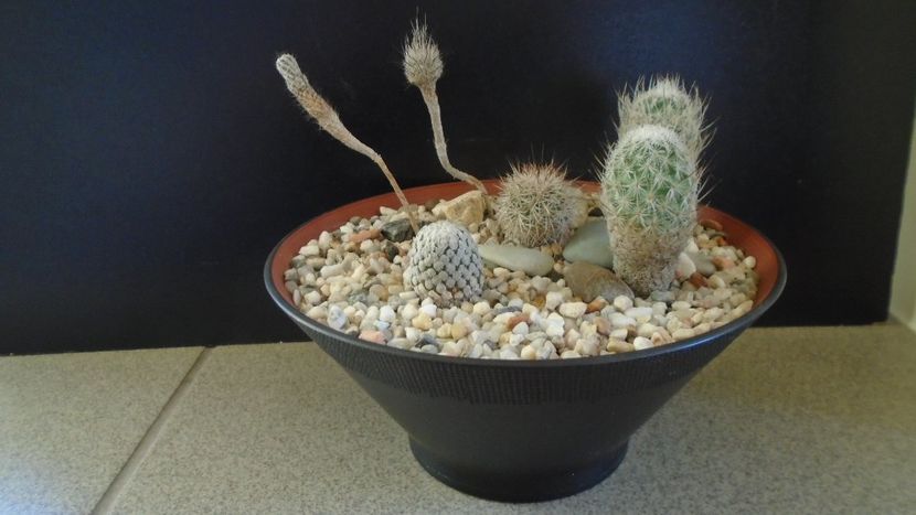 Grup de 6 Turbinicarpus - Cactusi 2020 - catalogare 2