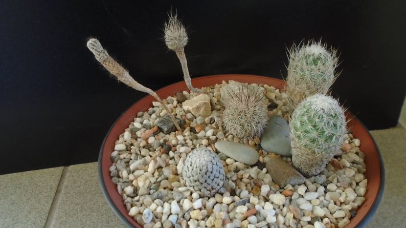 Grup de 6 Turbinicarpus - Cactusi 2020 - catalogare 2