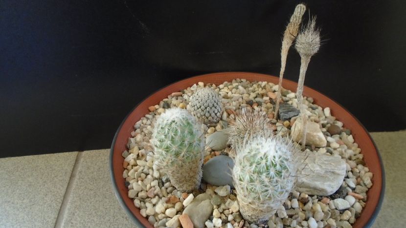 Grup de 6 Turbinicarpus - Cactusi 2020 - catalogare 2
