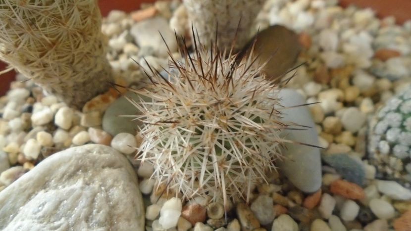 Gymnocactus sauerii v. nelissae = Turbinicarpus saueri - Cactusi 2020 - catalogare 2