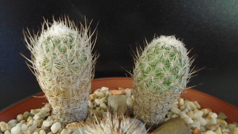 Turbinicarpus subterraneus v. zaragosae 2 ex. - Cactusi 2020 - catalogare 2
