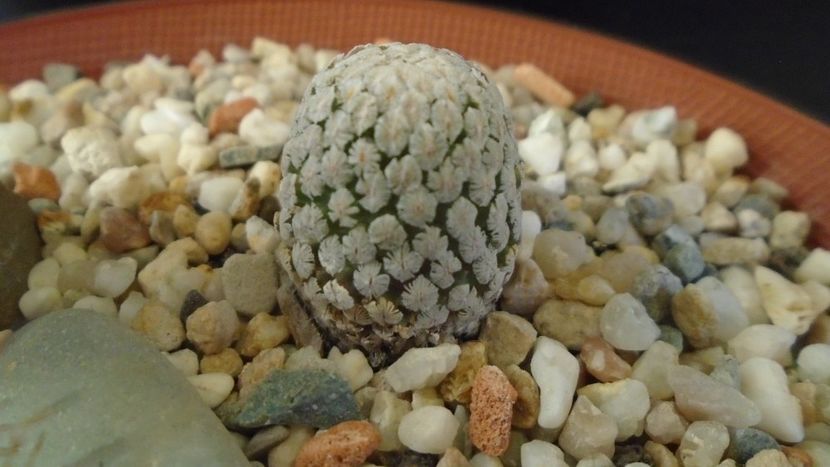 Turbinicarpus valdezianus v. albiflorus, Matehuala, SLP, Mx - Cactusi 2020 - catalogare 2