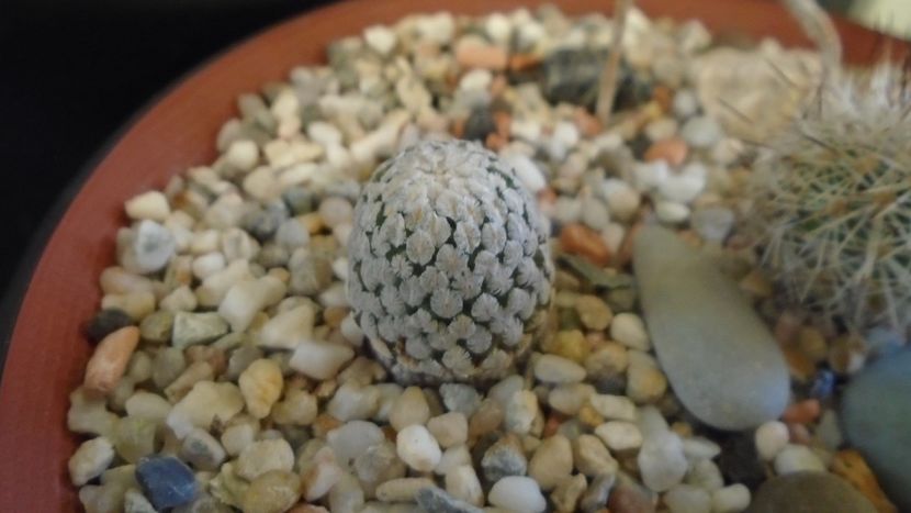 Turbinicarpus valdezianus v. albiflorus, Matehuala, SLP, Mx - Cactusi 2020 - catalogare 2