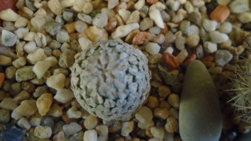 Turbinicarpus valdezianus v. albiflorus, Matehuala, SLP, Mx - Cactusi 2020 - catalogare 2