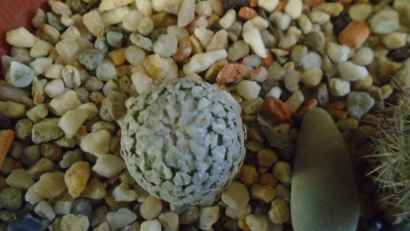 Turbinicarpus valdezianus v. albiflorus, Matehuala, SLP, Mx - Cactusi 2020 - catalogare 2