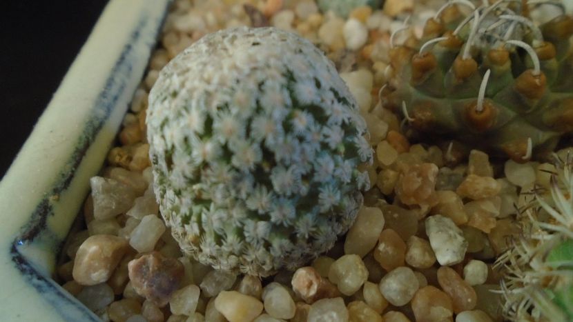 Turbinicarpus valdezianus, MM 96, Zacatecas, Mx - Cactusi 2020 - catalogare 2