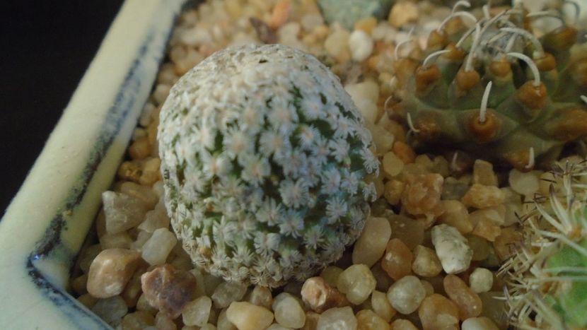 Turbinicarpus valdezianus, MM 96, Zacatecas, Mx - Cactusi 2020 - catalogare 2