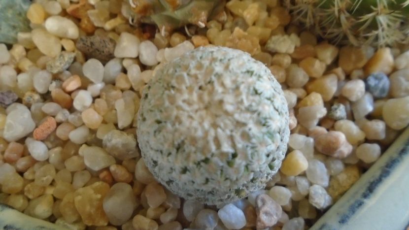 Turbinicarpus valdezianus, MM 96, Zacatecas, Mx - Cactusi 2020 - catalogare 2