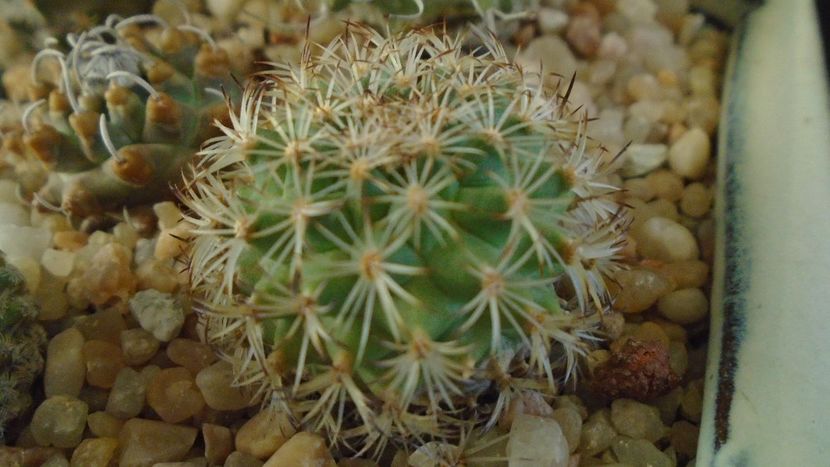 Turbinicarpus ysabelae - Cactusi 2020 - catalogare 2