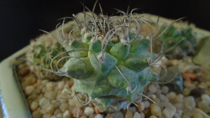 Turbinicarpus alonsoi hb. - Cactusi 2020 - catalogare 2