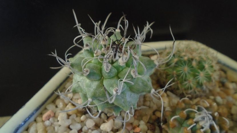 Turbinicarpus alonsoi hb. - Cactusi 2020 - catalogare 2