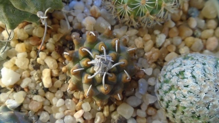 Turbinicarpus schmiedickeanus v. panarottoi - Cactusi 2020 - catalogare 2