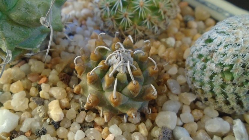 Turbinicarpus schmiedickeanus v. panarottoi - Cactusi 2020 - catalogare 2