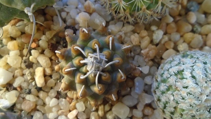 Turbinicarpus schmiedickeanus v. panarottoi - Cactusi 2020 - catalogare 2