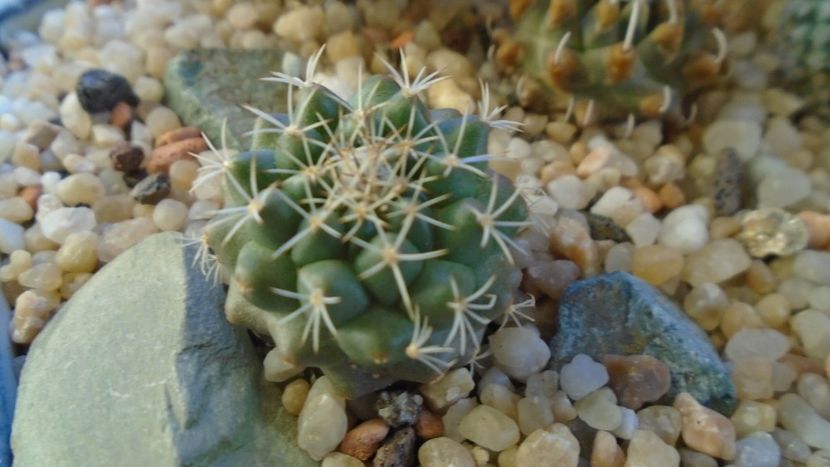 Turbinicarpus hb. gracilis x lophophoroides - Cactusi 2020 - catalogare 2