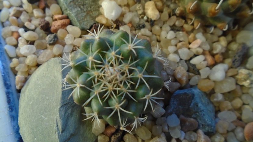Turbinicarpus hb. gracilis x lophophoroides - Cactusi 2020 - catalogare 2