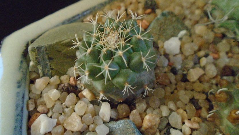 Turbinicarpus hb. gracilis x lophophoroides - Cactusi 2020 - catalogare 2