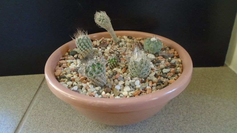 Grup de 6 Turbinicarpus - Cactusi 2020 - catalogare 3