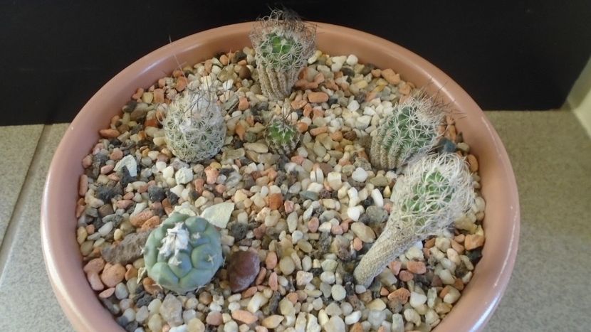Grup de 6 Turbinicarpus - Cactusi 2020 - catalogare 3