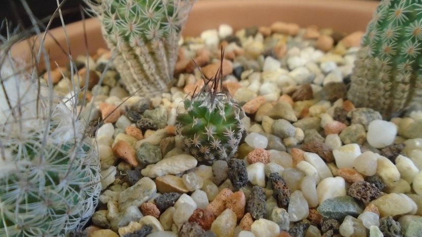 Turbinicarpus gracilis - Cactusi 2020 - catalogare 3