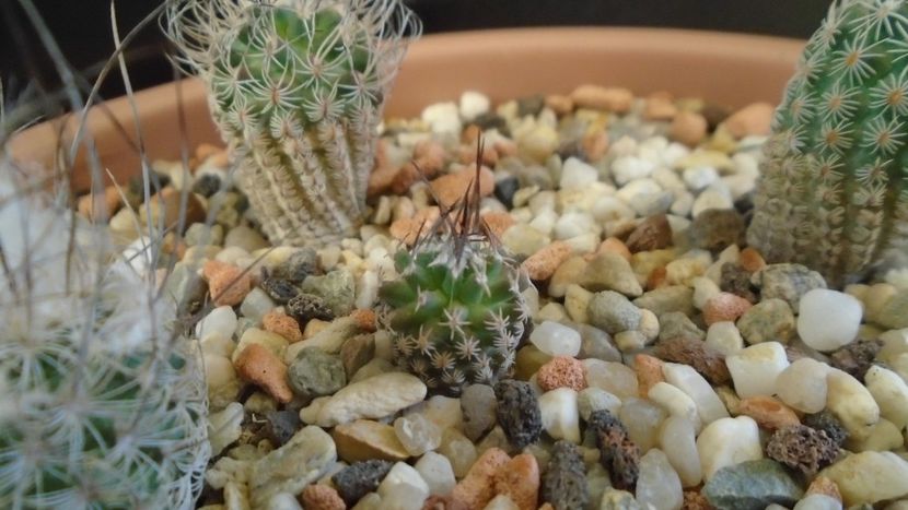 Turbinicarpus gracilis - Cactusi 2020 - catalogare 3