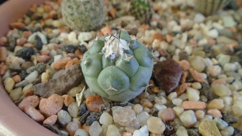 Turbinicarpus lophophoroides - Cactusi 2020 - catalogare 3