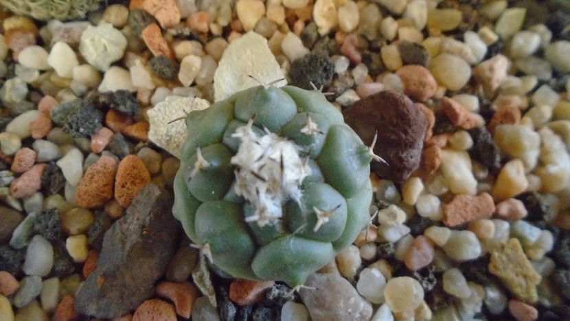 Turbinicarpus lophophoroides - Cactusi 2020 - catalogare 3