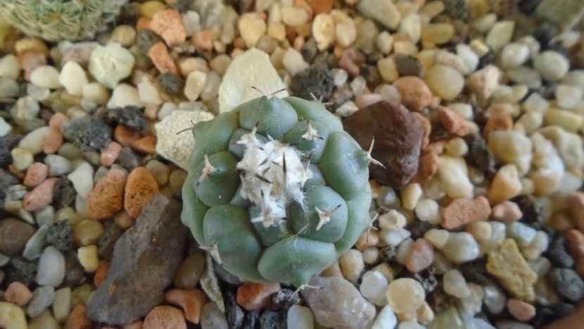 Turbinicarpus lophophoroides - Cactusi 2020 - catalogare 3