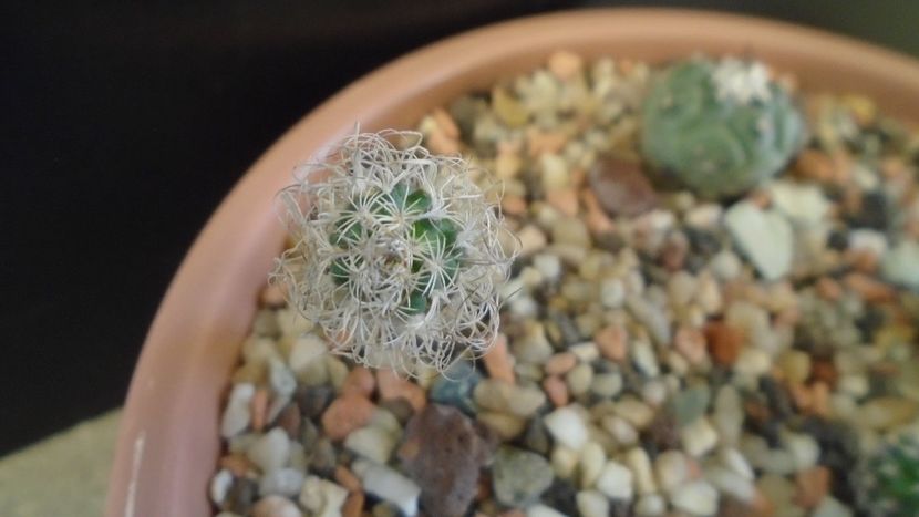 Turbinicarpus krainzianus v. minimus - Cactusi 2020 - catalogare 3