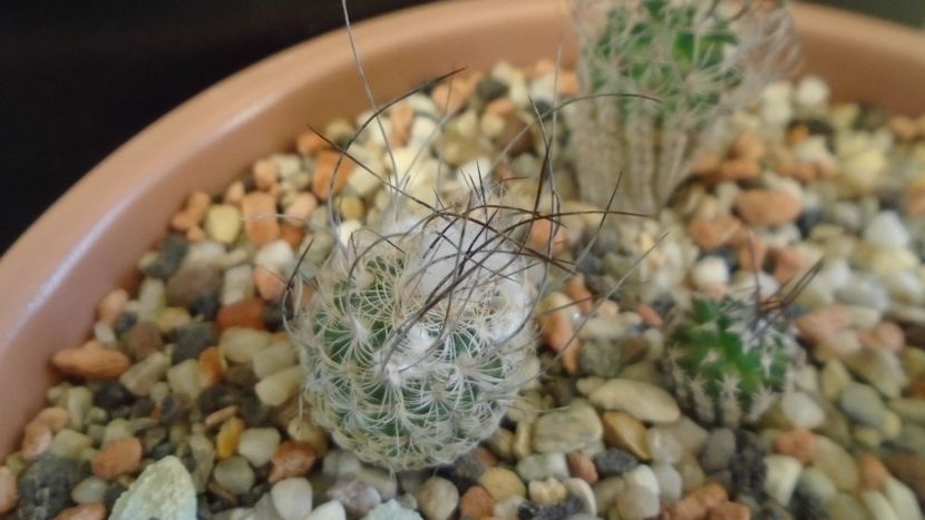 Turbinicarpus dickisoniae - Cactusi 2020 - catalogare 3