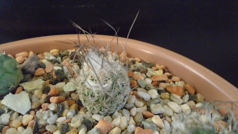 Turbinicarpus dickisoniae - Cactusi 2020 - catalogare 3