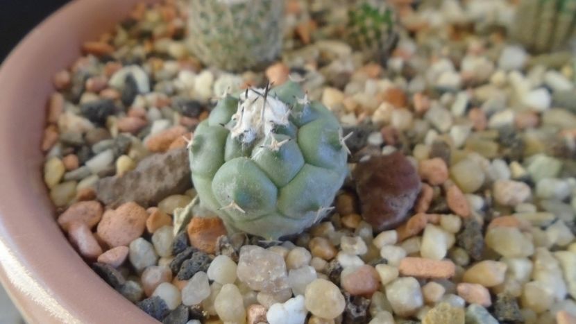 Turbinicarpus lophophoroides - Cactusi 2020 - catalogare 3