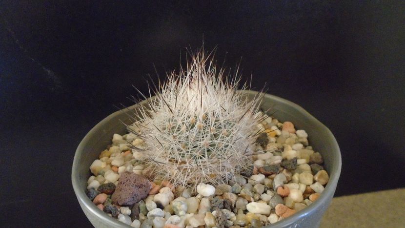 Gymnocactus beguinii = Turbinicarpus mandragora ssp. beguinii - Cactusi 2020 - catalogare 2