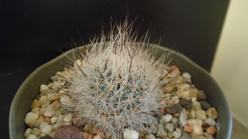 Gymnocactus beguinii = Turbinicarpus mandragora ssp. beguinii - Cactusi 2020 - catalogare 2