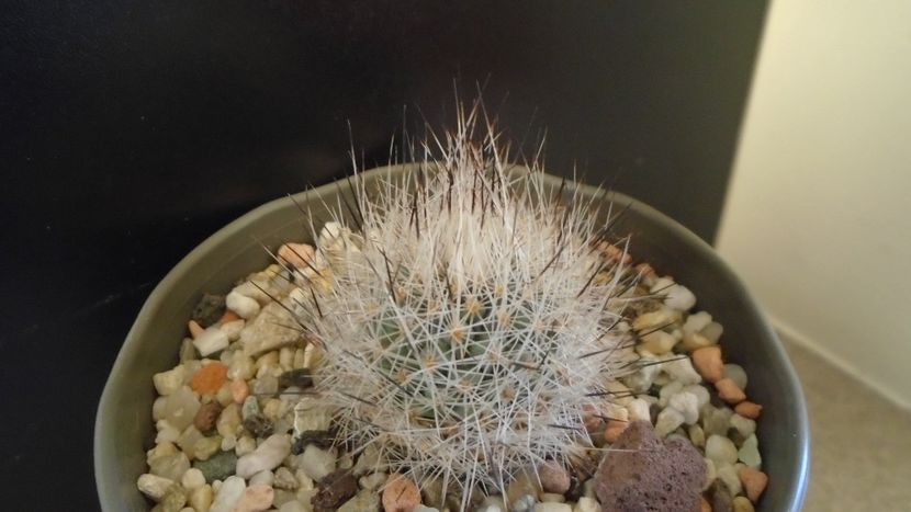 Gymnocactus beguinii = Turbinicarpus mandragora ssp. beguinii - Cactusi 2020 - catalogare 2
