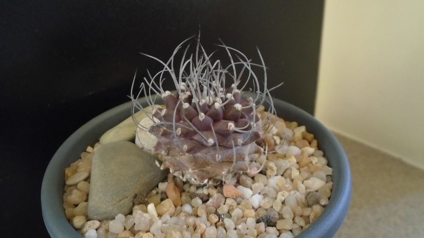 Turbinicarpus gracilis x jauernigii - Cactusi 2020 - catalogare 2