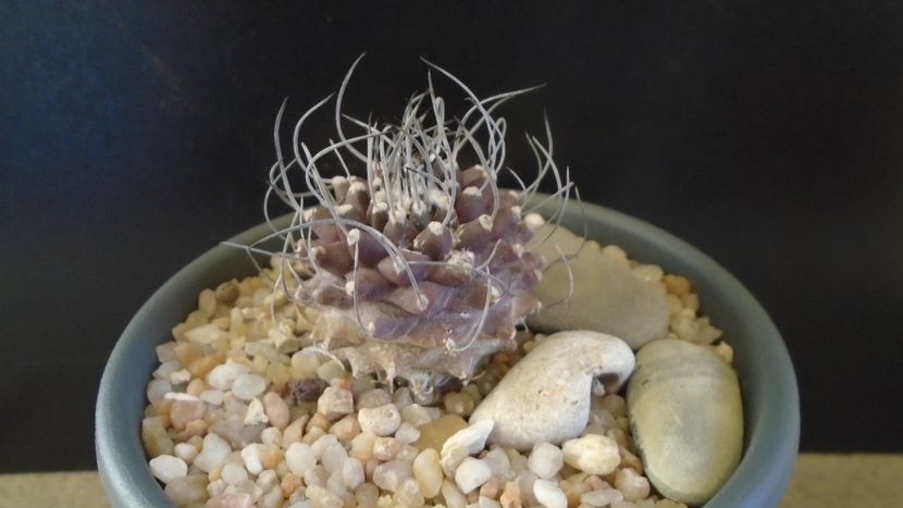 Turbinicarpus gracilis x jauernigii - Cactusi 2020 - catalogare 2