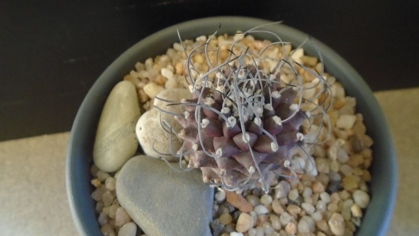 Turbinicarpus gracilis x jauernigii - Cactusi 2020 - catalogare 2