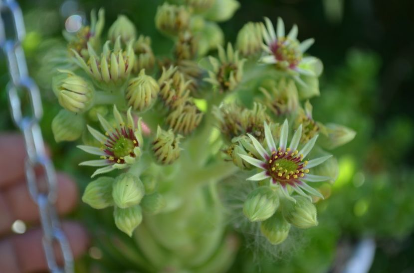  - suculente si cactusi