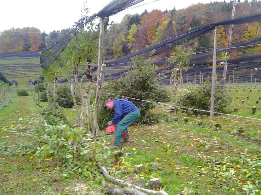 Fotografie0876 - Defrisari