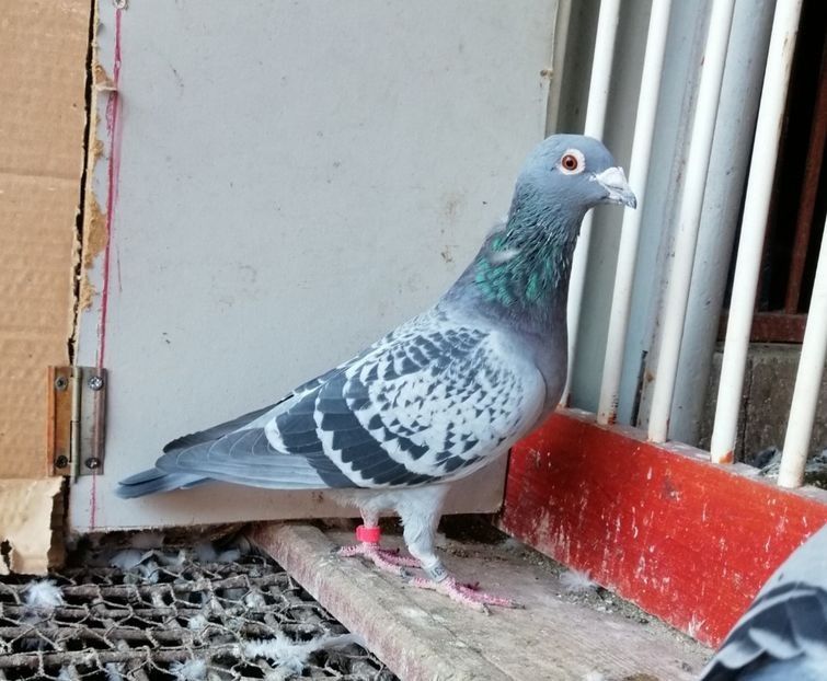 Fiu "Nuryan" - Bocanet Catalin - Pui-Frati cu top national