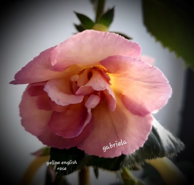  - Yellow English Rose