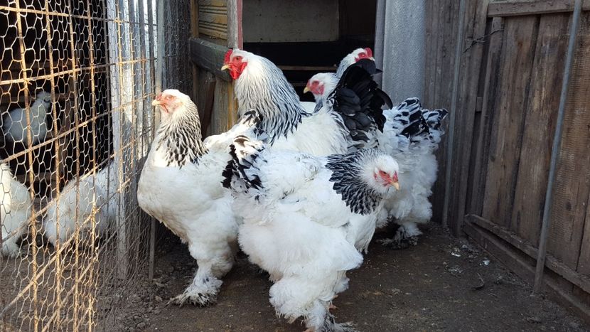  - Brahma Herminat Deschis