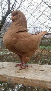 temp0 - PASARI DETINUTE