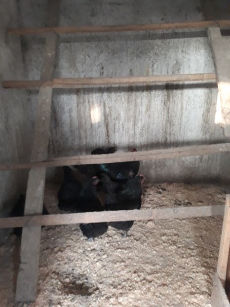  - Matca australorp negru 2020